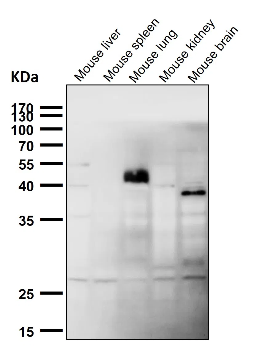 HoxC6 Rabbit Monoclonal Antibody - Size: 50µl