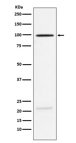 MAG Rabbit Monoclonal Antibody - Size: 100µl