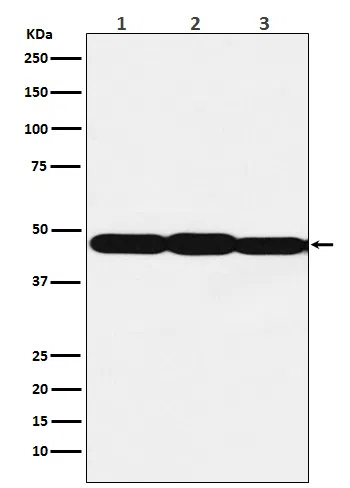 ESE1 Rabbit Monoclonal Antibody