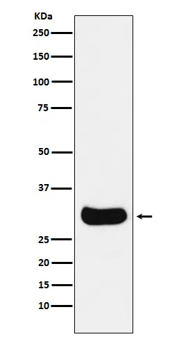 Gemin2 Rabbit Monoclonal Antibody - Size: 100µl