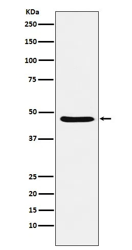 Dopamine Receptor D3 Rabbit Monoclonal Antibody - Size: 50µl