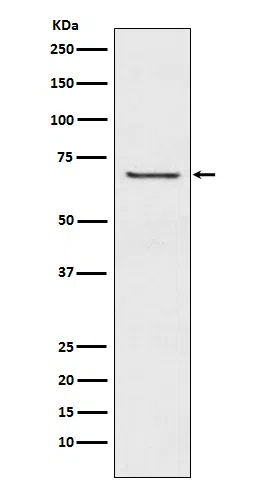 GABA A Receptor beta 2 Rabbit Monoclonal Antibody - Size: 50µl