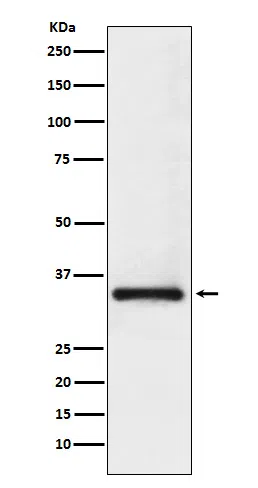 U1A Rabbit Monoclonal Antibody