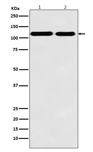 Matrin 3 Rabbit Monoclonal Antibody - Size: 50µl