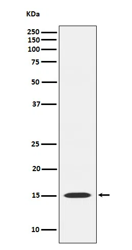 MAGOH Rabbit Monoclonal Antibody - Size: 50µl