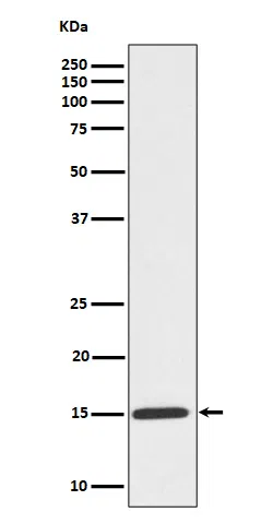 Phospho-HistoneH3(S10) Rabbit Monoclonal Antibody - Size: 50µl
