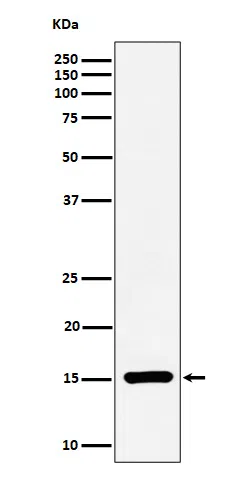 Histone H3(symmetricdimethylR17) Rabbit Monoclonal Antibody - Size: 100µ
