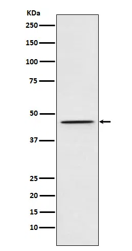 DEK Rabbit Monoclonal Antibody - Size: 100µl
