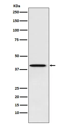 PCBP1 Rabbit Monoclonal Antibody - Size: 50µl