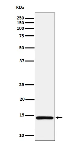 Histone H2A(monomethylK118) Rabbit Monoclonal Antibody - Size: 100µl