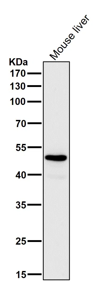 GLUD1 Rabbit Monoclonal Antibody - Size: 50µl
