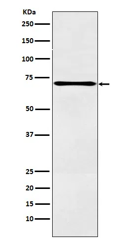 LOX12 Rabbit Monoclonal Antibody - Size: 50µl