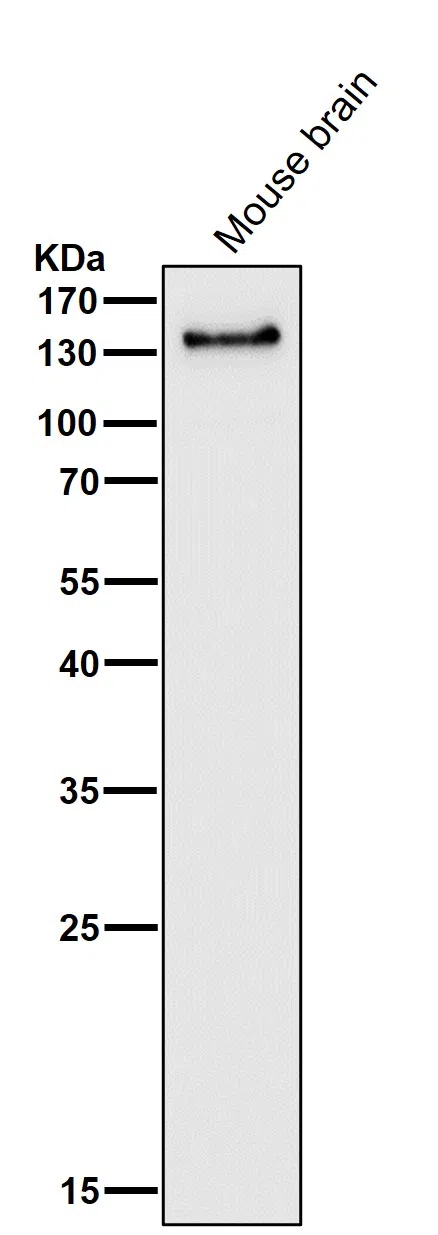PER2 Rabbit Monoclonal Antibody - Size: 50µl