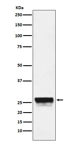 CTRL Rabbit Monoclonal Antibody - Size: 100µl