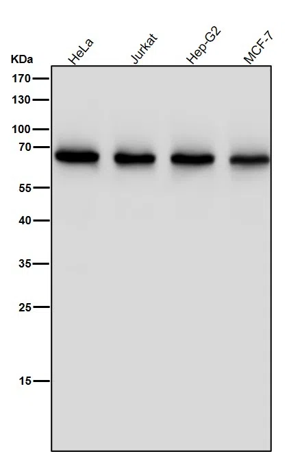 ENT2 Rabbit Monoclonal Antibody