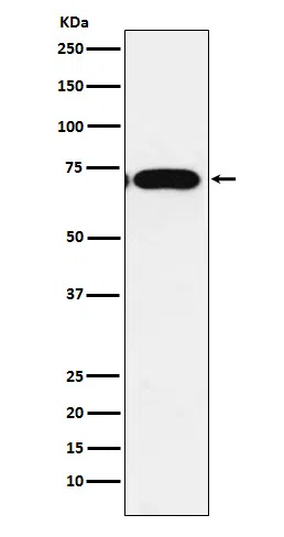CPEB1 Rabbit Monoclonal Antibody - Size: 50µl