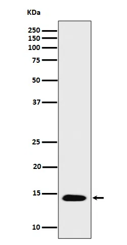 Acetyl-Histone H2B(Lys16) Rabbit Monoclonal Antibody - Size: 100µl