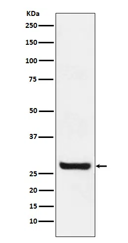 Sprouty4 Rabbit Monoclonal Antibody - Size: 50µl