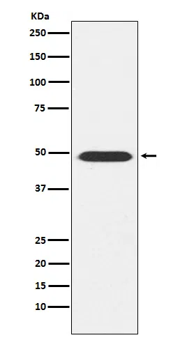ATP1B1 Rabbit Monoclonal Antibody - Size: 50µl