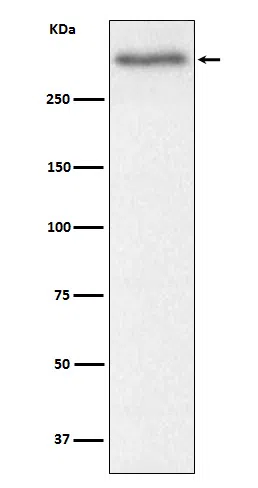Versican Rabbit Monoclonal Antibody - Size: 100µl