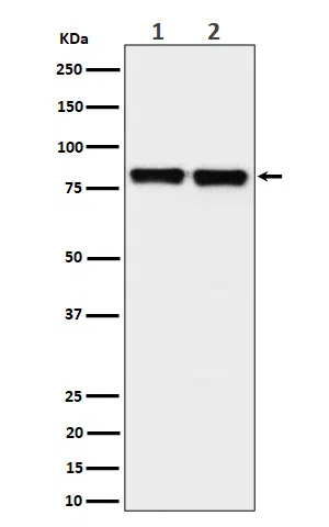 PKC delta+PKCtheta Rabbit Monoclonal Antibody - Size: 100µl