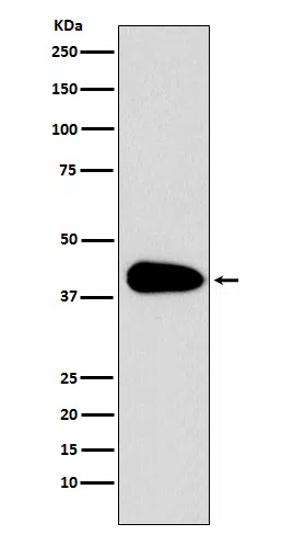 PAR6 Rabbit Monoclonal Antibody