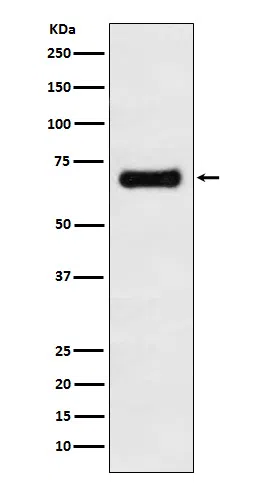 GRASP65 Rabbit Monoclonal Antibody - Size: 50µl