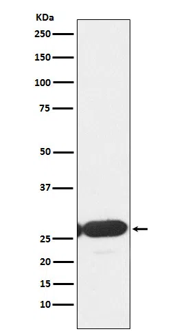 ERp29 Rabbit Monoclonal Antibody - Size: 100µl