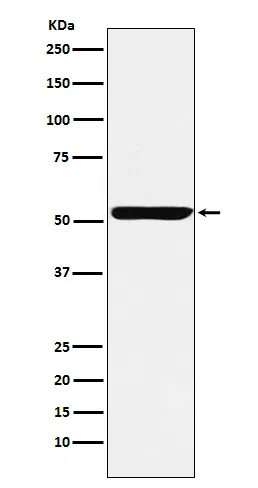 Nuf2 Rabbit Monoclonal Antibody - Size: 100µl