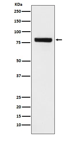 SEC23 Rabbit Monoclonal Antibody - Size: 50µl