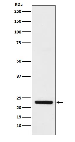 HBEGF Rabbit Monoclonal Antibody