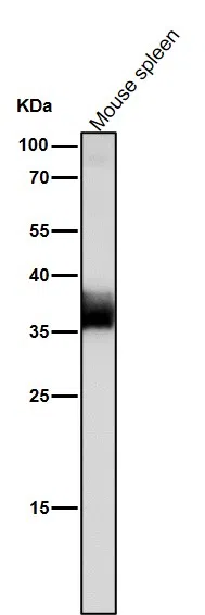JAB1 Rabbit Monoclonal Antibody - Size: 50µl