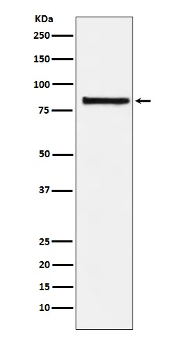 eIF2B epsilon Rabbit Monoclonal Antibody
