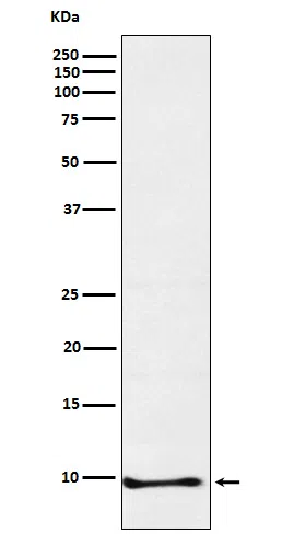 Neuronatin Rabbit Monoclonal Antibody - Size: 100µl