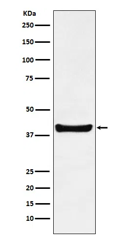 p40 Rabbit Monoclonal Antibody - Size: 50µl