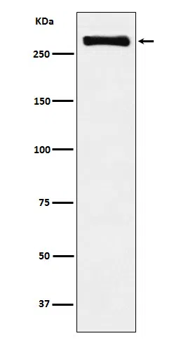 USP9x Rabbit Monoclonal Antibody - Size: 100µl