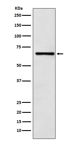 CoREST Rabbit Monoclonal Antibody