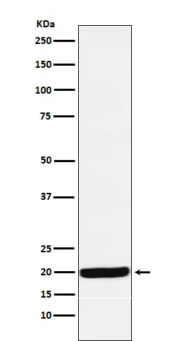 Y14 Rabbit Monoclonal Antibody
