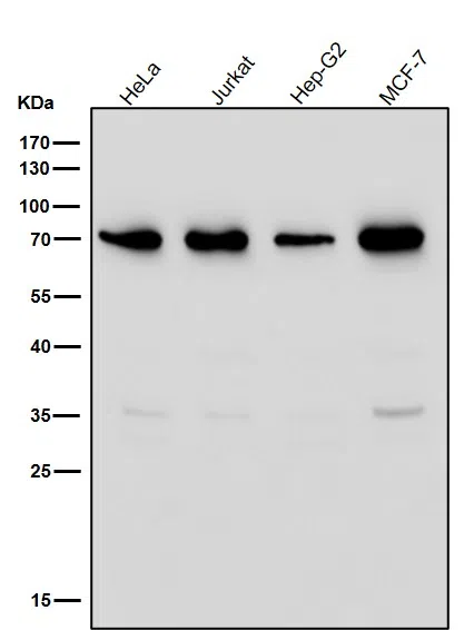G3BP Rabbit Monoclonal Antibody
