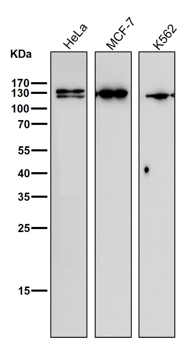 Nesprin 1 Rabbit Monoclonal Antibody