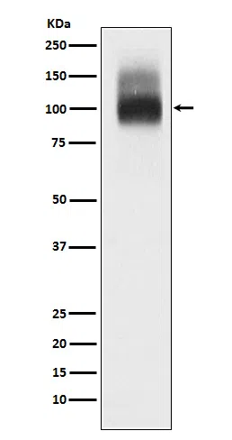 Band3/CD233 Rabbit Monoclonal Antibody - Size: 50µl