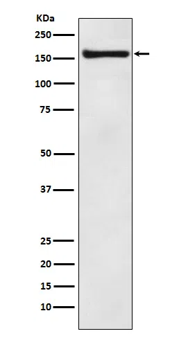 COPA Rabbit Monoclonal Antibody - Size: 50µl