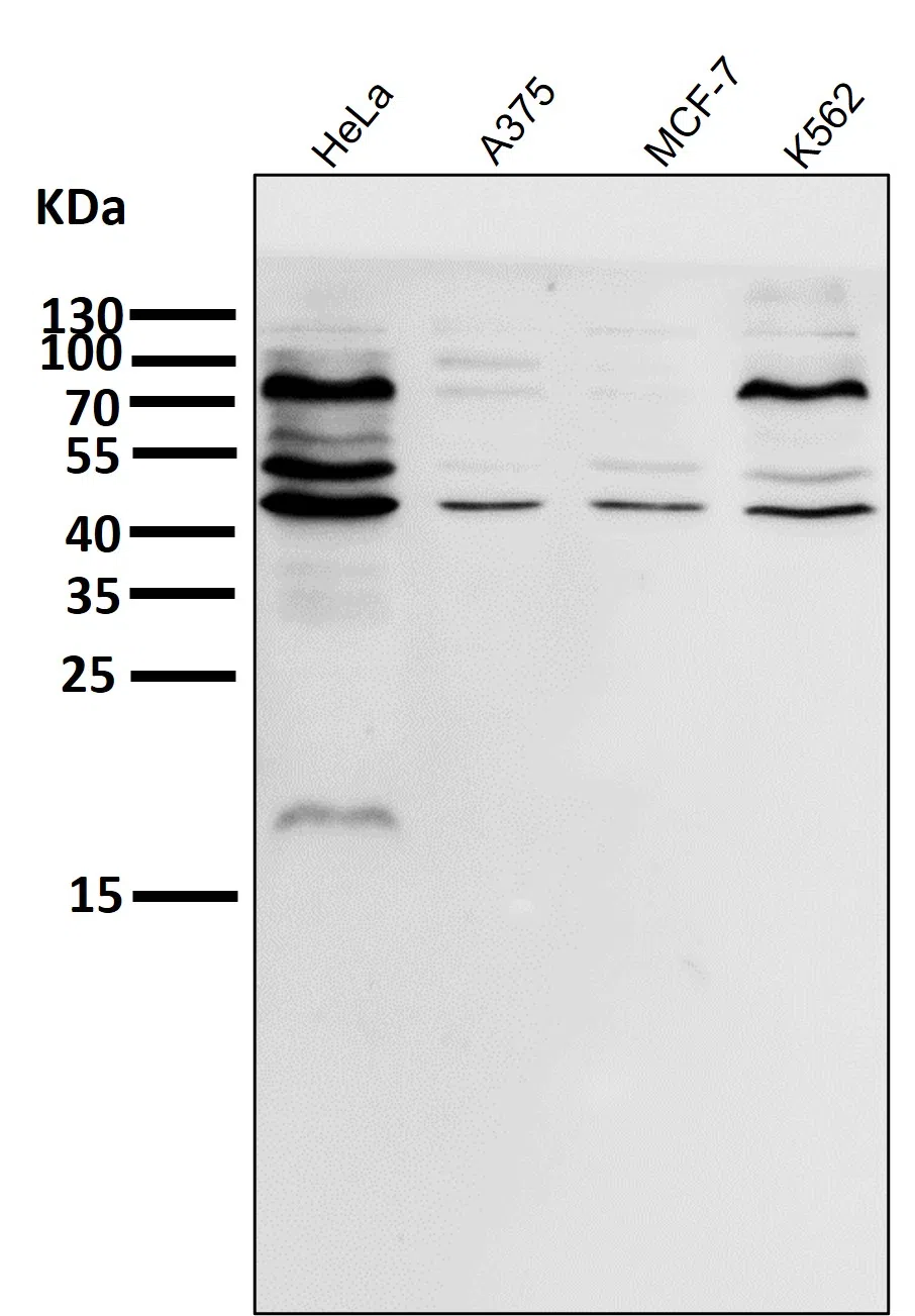 eIF4A3 Rabbit Monoclonal Antibody