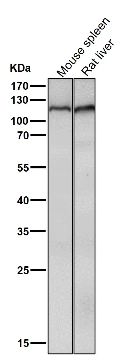 Mov10 Rabbit Monoclonal Antibody