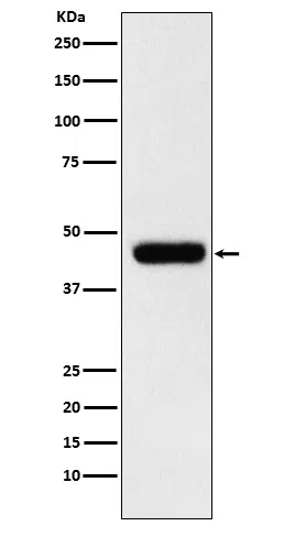 eIF4A1 Rabbit Monoclonal Antibody - Size: 100µl