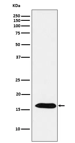 Peroxiredoxin 5 Rabbit Monoclonal Antibody - Size: 50µl