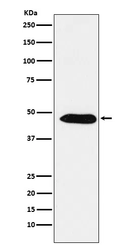 EBP1/PA2G4 Rabbit Monoclonal Antibody - Size: 50µl