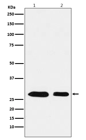 PHAPI2/APRIL Rabbit Monoclonal Antibody - Size: 100µl