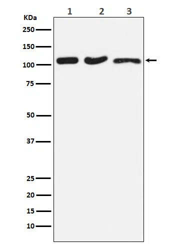 DISC1 Rabbit Monoclonal Antibody - Size: 50µl