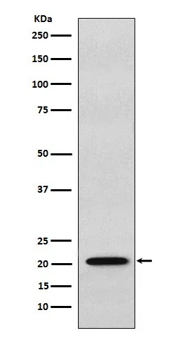 RAP1A/1B Rabbit Monoclonal Antibody - Size: 100µl